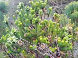 Erica sessiliflora many-stemmed bush